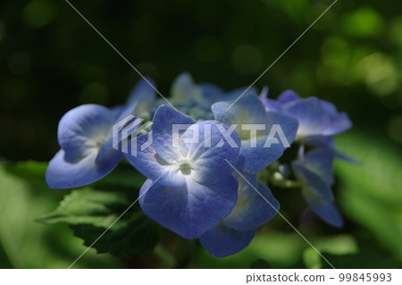 Hydrangea hydrangea 4 that suits the bright green season of the rainy season Hydrangea hydrangea 4 that suits the bright green season of the rainy season 99845993