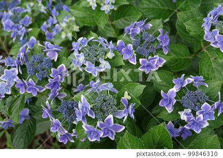 Spring to early summer Sumida fireworks that look great in the rainy season Gaku Hydrangea 2 99846310