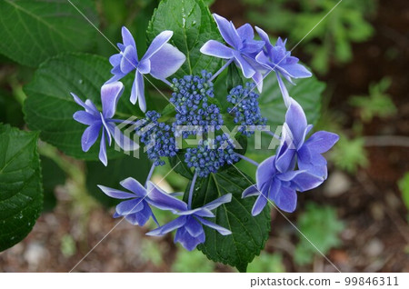 春天到初夏在梅雨季節看起來很棒的墨田煙花 Gaku Hydrangea 3 春天到初夏在梅雨季節看起來很棒的墨田煙花 Gaku Hydrangea 3 99846311