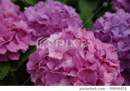A hydrangea characterized by a large pink decoration during the rainy season Otemari Hydrangea 1 A hydrangea characterized by a large pink decoration during the rainy season Otemari Hydrangea 1 99846858