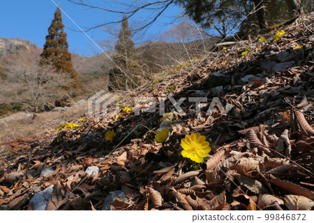 Adonis flower garden blooming against the blue sky Adonis flower garden blooming against the blue sky 99846872