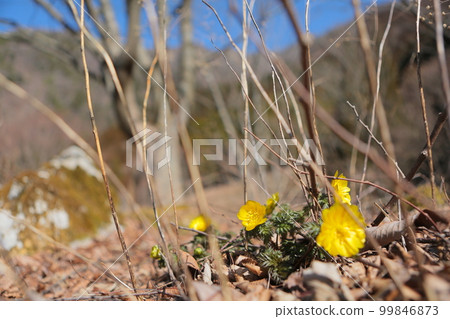 Adonis of Iwaudoyama Shirakuzudaira Adonis of Iwaudoyama Shirakuzudaira 99846873