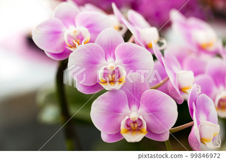 Phalaenopsis orchid  99846972