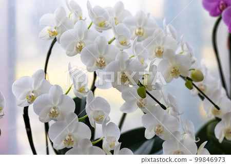 Phalaenopsis orchid Phalaenopsis orchid 99846973