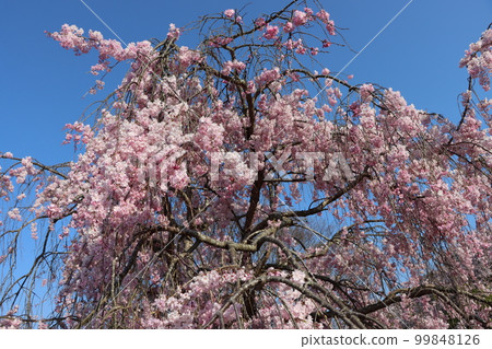 Spring is called to Sakura Hanayagi Nanatani River - Hachi Spring is called to Sakura Hanayagi Nanatani River - Hachi 99848126