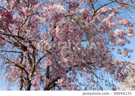 Spring is called to Sakura Hanayagi Nanatani River - 4 99848135