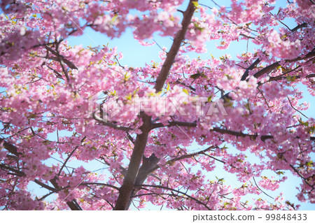 櫻作<德願寺> 99848433