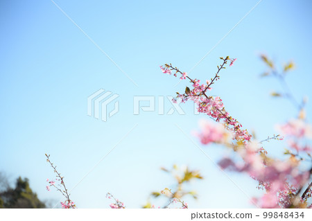 櫻作<德願寺> 99848434