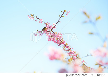 櫻作<德願寺> 99848436