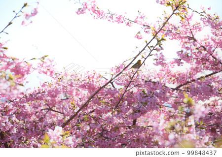 櫻作<德願寺> 櫻作<德願寺> 99848437