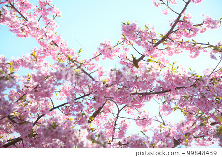 櫻作<德願寺> 櫻作<德願寺> 99848439