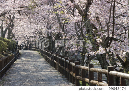 Pleasant promenade surrounded by cherry blossoms in full bloom 99848474