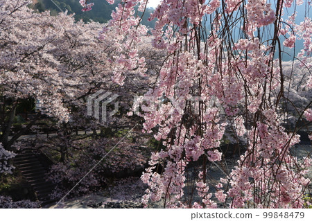 Weeping cherry blossoms like a bamboo blind in full bloom 99848479