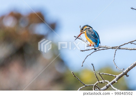 公園的翠鳥 公園的翠鳥 99848502