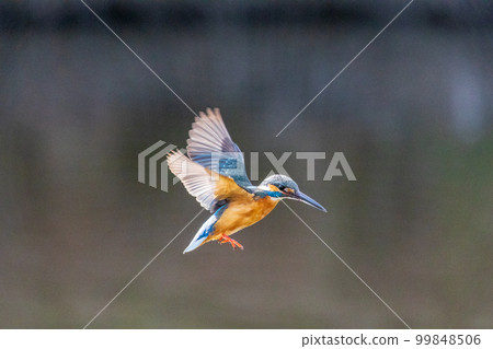 公園的翠鳥 公園的翠鳥 99848506