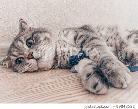 Cute young scottish cat close up Cute young scottish cat close up 99848588