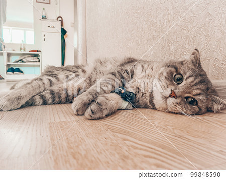 Cute young scottish cat close up Cute young scottish cat close up 99848590