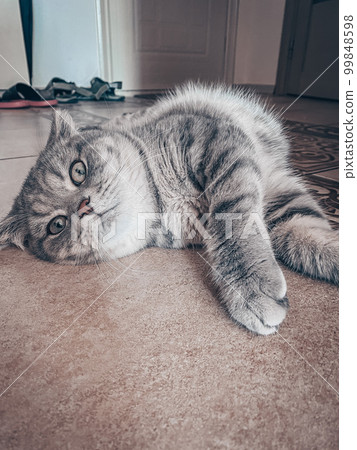 Cute young scottish cat close up 99848598