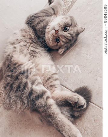 Cute young scottish cat close up 99848599