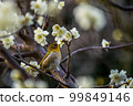 White-eye pecking at white plums 99849146