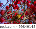 White-eye perched on a red plum branch looking into the distance 99849148