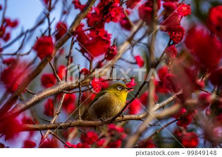 White-eye perched on a red plum branch looking into the distance White-eye perched on a red plum branch looking into the distance 99849148