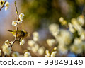 Japanese white-eye about to take off from a white plum branch 99849149