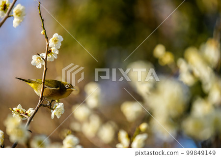 Japanese white-eye about to take off from a white plum branch Japanese white-eye about to take off from a white plum branch 99849149