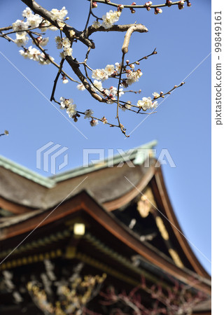 Shiraume and Sankomon Kitano Tenmangu Shrine 99849161