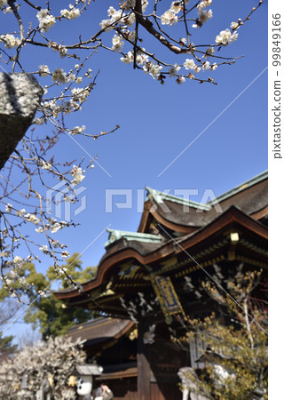 Shiraume and Sankomon Kitano Tenmangu Shrine 99849166