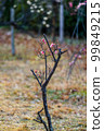 small plum tree 99849215