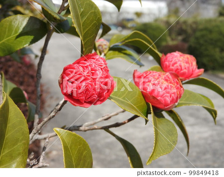 Variant of camellia: Benibokuhan / Benikarako 99849418