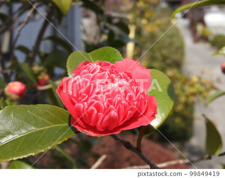 Variant of camellia: Benibokuhan / Benikarako 99849419