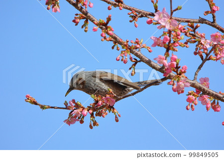 河津櫻花 99849505