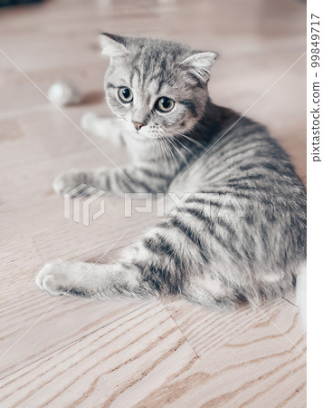 Cute young scottish cat close up Cute young scottish cat close up 99849717