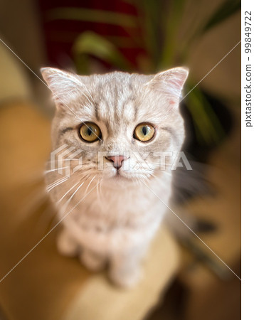 Cute young scottish cat close up 99849722