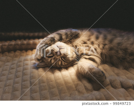 Cute young scottish cat close up 99849723