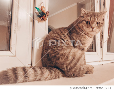 Cute young scottish cat close up Cute young scottish cat close up 99849724