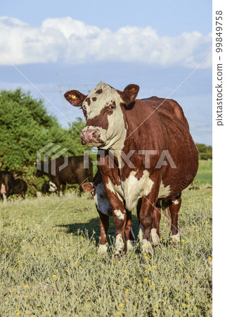 Cattle and  calf sucking, Argentine countryside,La Pampa Province, Argentina. 99849758