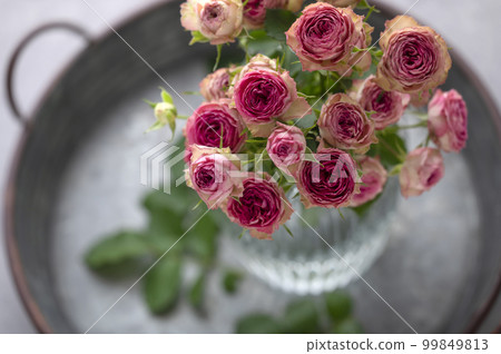 Pink rose living in a vase Pink rose living in a vase 99849813