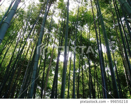 嵯峨野竹林風光 嵯峨野竹林風光 99850218