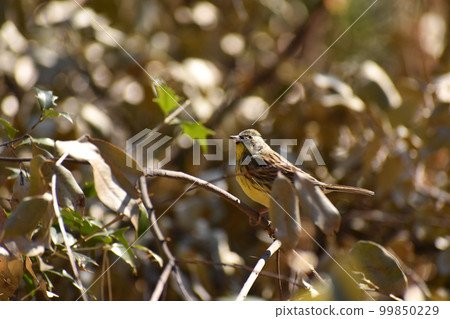 Aoji that flew to the field in early spring Aoji that flew to the field in early spring 99850229