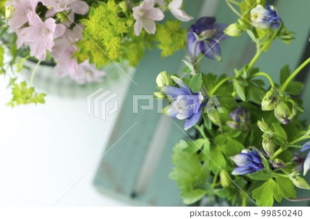 Aquilegia and spring flowers Aquilegia and spring flowers 99850240