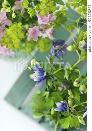 Aquilegia and spring flowers Aquilegia and spring flowers 99850241
