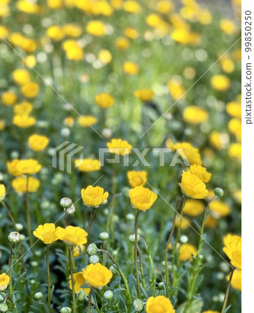 春天的花朵 春天的花朵 99850250