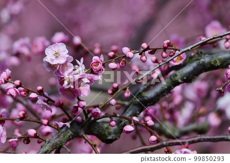 Plum branch Plum branch 99850293