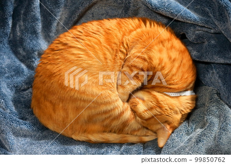 Sleeping tea tabby cat 99850762