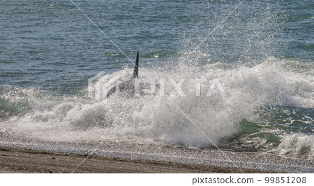 Killer whale hunting sea lions, Peninsula valdes, Patagonia Argentina 99851208