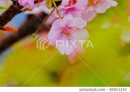 Kawazu cherry blossoms that color early spring Kawazu cherry blossoms that color early spring 99851242