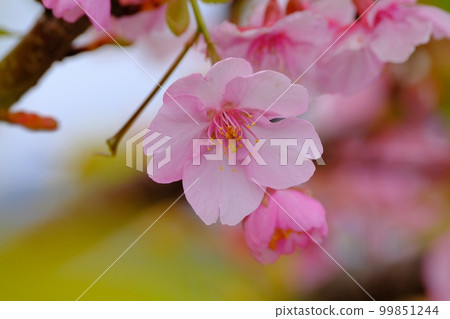 河津櫻花為早春增色 99851244